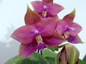 Phalaenopsis LD Bellina Grosbeak