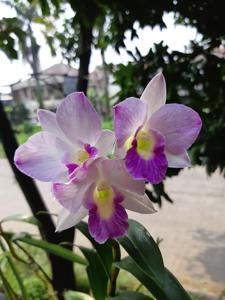 Dendrobium Over the Rainbow