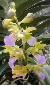 Vandachostylis Kedah Bella