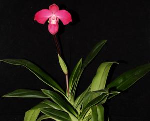 Phragmipedium Memoria Emma Decker
