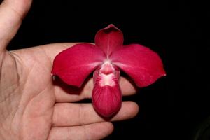 Phragmipedium Memoria Emma Decker