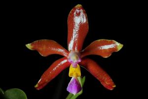 Phalaenopsis Spica