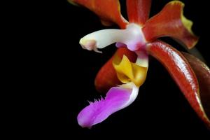 Phalaenopsis Spica