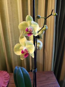 Phalaenopsis OX Golden Star