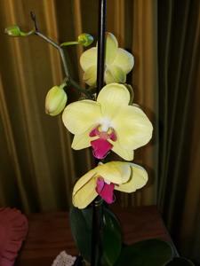 Phalaenopsis OX Golden Star