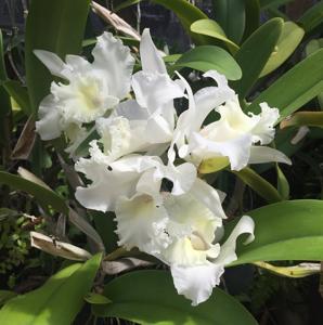 Cattleya Abe Kehr