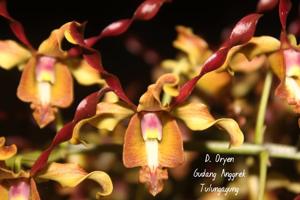 Dendrobium Oryen