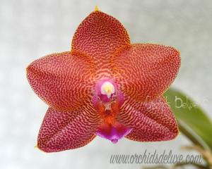 Phalaenopsis LD Sun Dragon