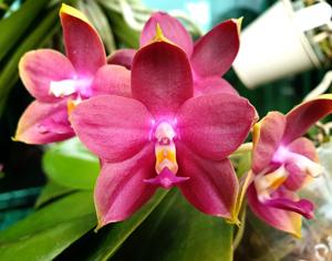 Phalaenopsis Yaphon Oh Mygod-Nicegirl