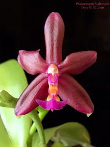 Phalaenopsis Valentinii