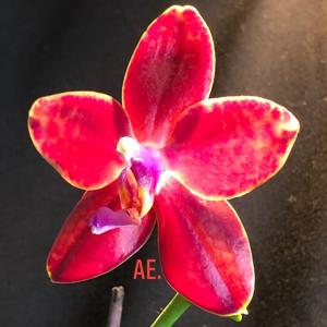 Phalaenopsis Miki Peoker Girl