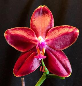 Phalaenopsis Miki Peoker Girl