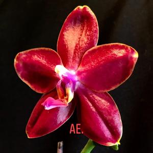 Phalaenopsis Miki Peoker Girl