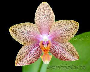 Phalaenopsis Bamboo Nancy