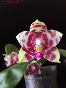 Phalaenopsis KS Super Zebra