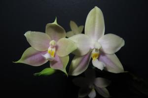 Phalaenopsis Arnel Tobia