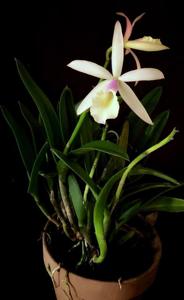 Brassocattleya Lim Guat Bee