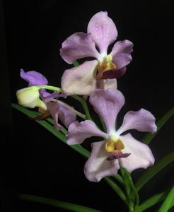 Papilionanda Tan Chin Tuan