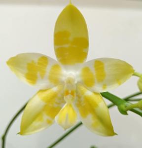 Phalaenopsis Yaphon Yellow Story