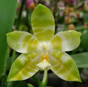 Phalaenopsis Yaphon Yellow Story