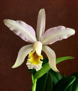 Cattleya Ai Lin Chew Tan