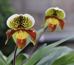 Paphiopedilum Winston Churchill