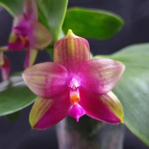 Phalaenopsis Meidarland Kaiulani