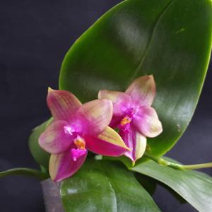 Phalaenopsis Meidarland Kaiulani