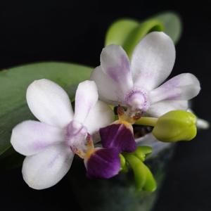 Phalaenopsis Su's Glad Kid