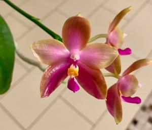 Phalaenopsis Chienlung Red King