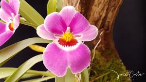 Miltoniopsis Second Love