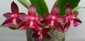 Phalaenopsis Valentinii