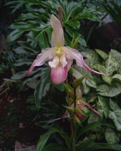 Phragmipedium Calurum