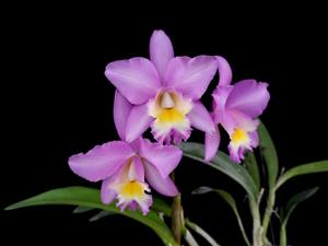 Cattlianthe Candy Tuft