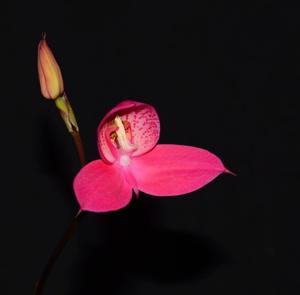 Disa Watsonii