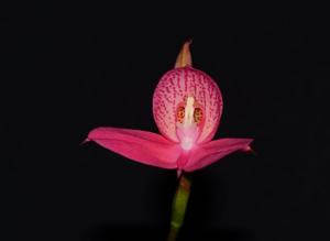 Disa Watsonii