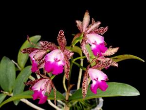 Cattleya Summer Stars-Landate-Netrasiri Beauty