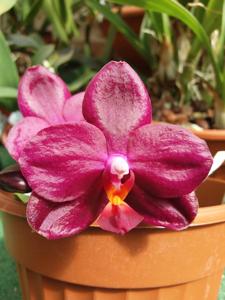 Phalaenopsis Chang Jhih Lady