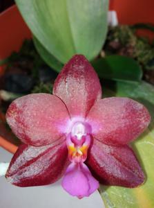 Phalaenopsis Fureshing World