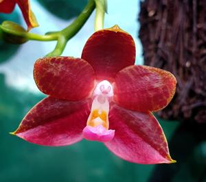 Phalaenopsis YangYang Prince