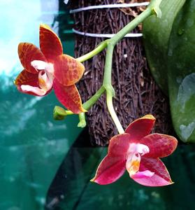 Phalaenopsis YangYang Prince