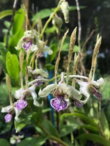 Dendrobium Nicha Firefly Light