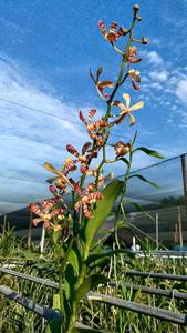 Arachnoglottis Brown Bars