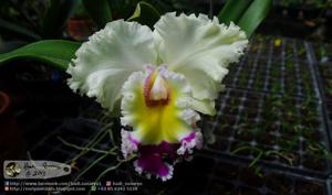 Rhyncholaeliocattleya Ports of Bangkok