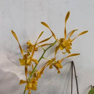 Dendrobium Nicha Natron