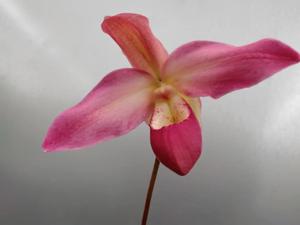 Phragmipedium Peruflora's Spirit