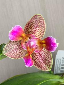 Phalaenopsis Joy Fairy Tale
