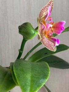 Phalaenopsis Joy Fairy Tale