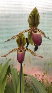 Paphiopedilum Transvaal