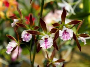 Encyclia Jairak Arrow